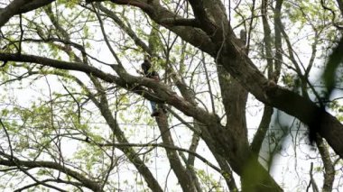 Ağaç Hizmetleri Şirketi, ağaç dallarını traş etmek için budayıcı kullanarak konutlardaki ağaçları budayıp kesiyor..