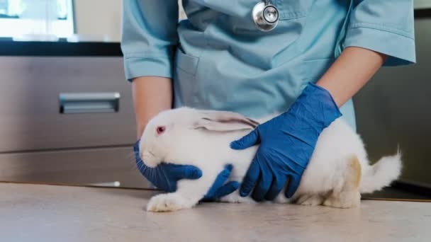 Close up view of Female doctor holding a white rabbit in her arms, with a stethoscope checks the health of the rabbit. — Stockvideo