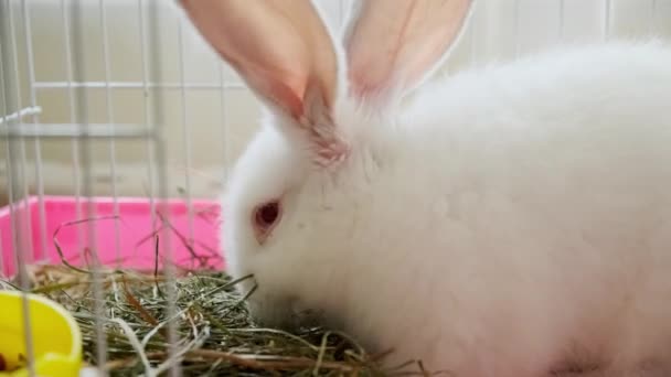 Close up view of White bunny rabbit laying in his cage — Wideo stockowe