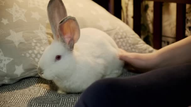 Close up widok kobieta siedzi na krześle i udar biały królik w domu — Wideo stockowe