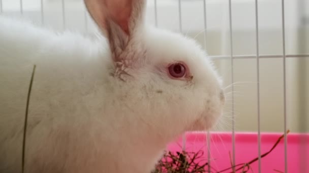 White bunny rabbit laying in his cage at home. Close up view footage — Wideo stockowe