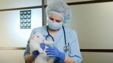 Wide view of Female doctor holding a white rabbit in her arms,, complete pet physical checkup.