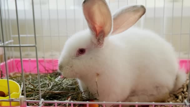Close up view footage of White bunny rabbit laying in his cage — Stock video