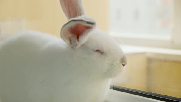 Μικρό άσπρο κουνέλι κάθεται σε ένα περβάζι του παραθύρου και αστείο κινούμενο στόμιο — Αρχείο Βίντεο