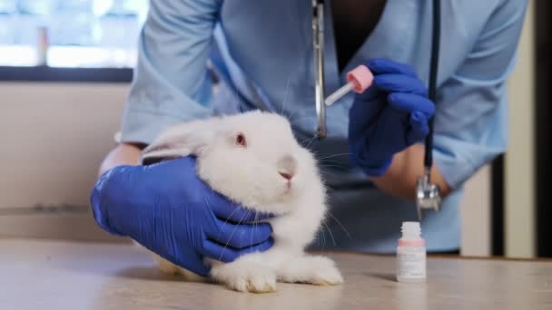Female veterinarian The drug instills in the rabbits ears — стоковое видео