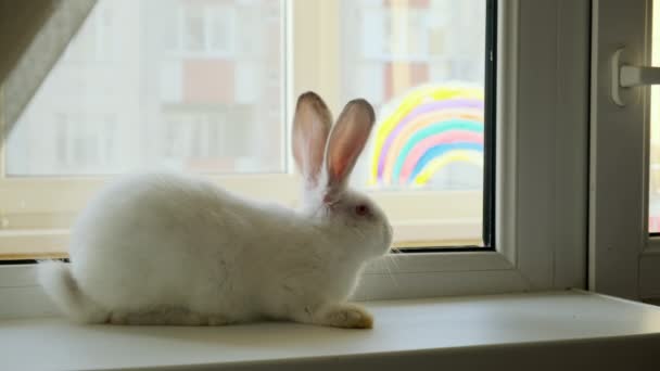 Little white rabbit sitting on a windowsill and funny moving spout and a picture of a rainbow on the window — Stockvideo