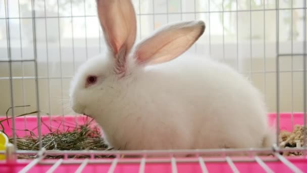 Close up view shot of White bunny rabbit laying in his cage — Stock video