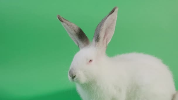 White rabbit siting on Green background screen — Stok video