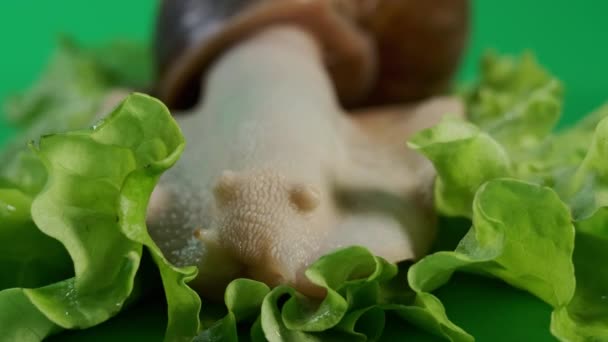 Macro view of big snail Achatina sticks out its horns from its shell to eat green salad — стоковое видео