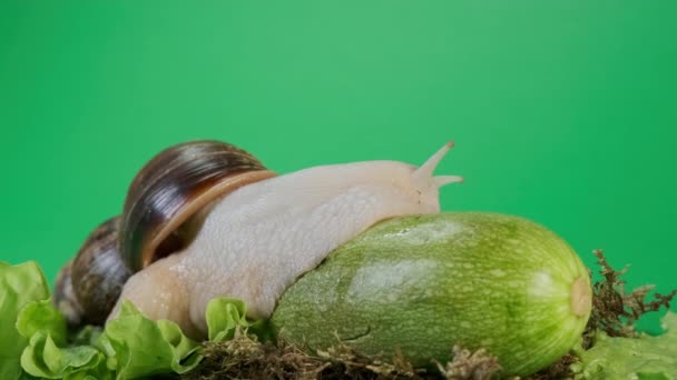 Macro Vista de caracol grande Achatina Escalada sobre verduras — Vídeo de stock