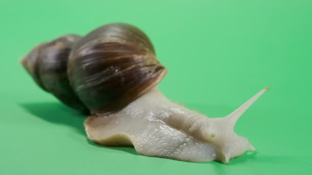 Snail crawling on green screen isolated with chroma key — Αρχείο Βίντεο