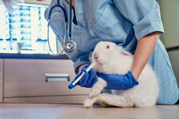 Female veterinarian feeding milk or drug syrup with dropper to bunny rabbit 