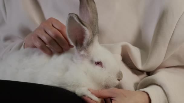 Woman sits on sofa and stroke white rabbit at home Close up — Wideo stockowe