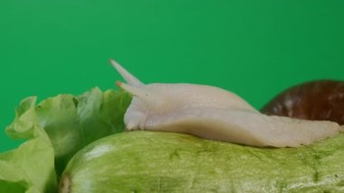 View of big snail Achatina Climbs on vegetables