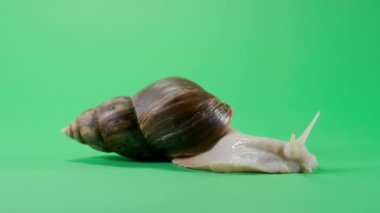 Big Snail crawling on green screen isolated with chroma key