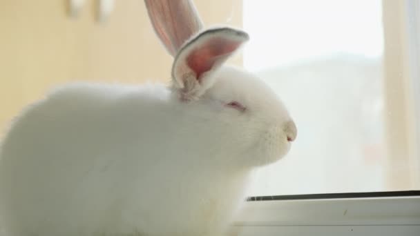 Malý bílý králík sedí na parapetu a vtipně se pohybuje. Zavřít — Stock video