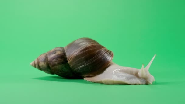 Big Snail crawling on green screen isolated with chroma key — Stock video