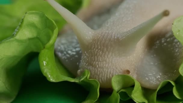 Macro view of big snail Achatina sticks out its horns from its shell to eat green salad. Close up — Stock video