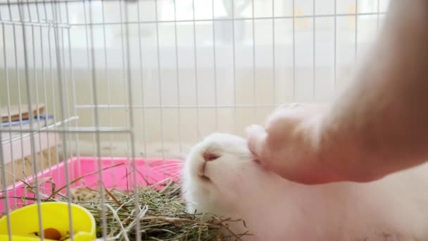 Nahaufnahme, Hand schürt flauschiges weißes Kaninchen 