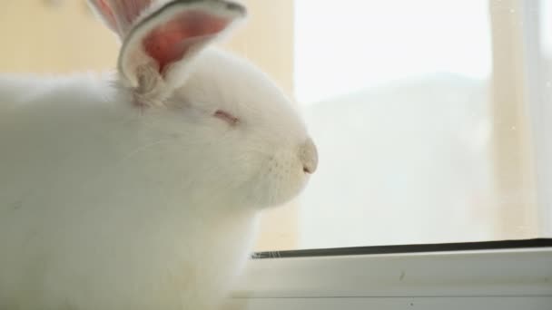 작은 흰 토끼가 창턱에 앉아 있고 재미있는 움직이는 강아지입니다. 가까이 서 본 모습 — 비디오
