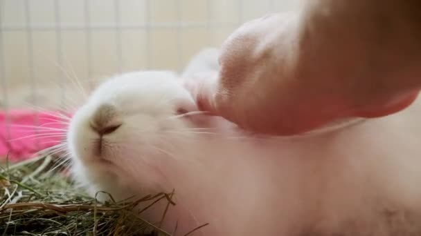 Close up footage , hand stoking fluffy white rabbit — Stock Video