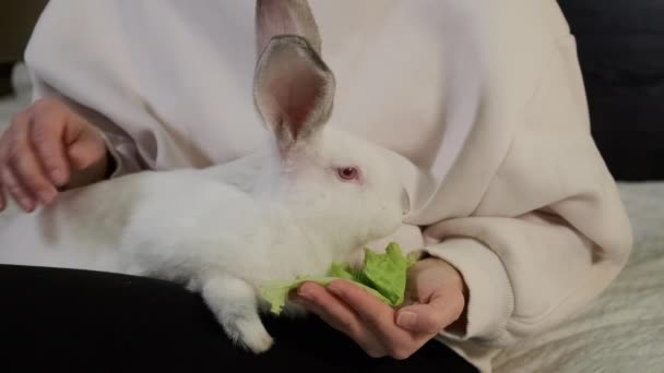Žena sedí na pohovce a mrtvice bílý králík doma zblízka záběry — Stock video