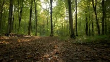 Park ormanında köpeğini gezdiren kadın ayakları. seyahat konsepti. Yavaş çekim görüntüleri