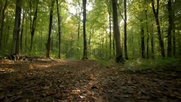 Ženské nohy venčí psa v lesích parku. cestovní koncept. Zpomalený záznam — Stock video