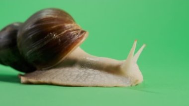 Krom anahtarla izole edilmiş yeşil ekranda sürünen salyangoz. Geniş açı