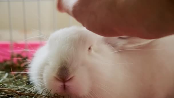 Close up footage of hand stoking fluffy white rabbit in cage — Stock Video