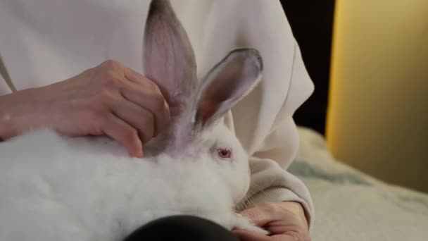 Zavřete záběry. Žena sedí na pohovce a mrtvice bílý králík doma — Stock video