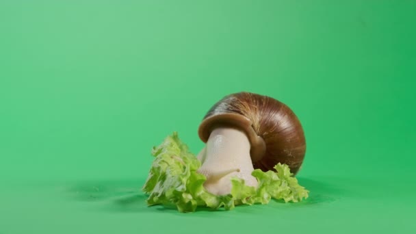 Caracol rastejando na tela verde isolado com chave chroma. Filmagem ampla — Vídeo de Stock