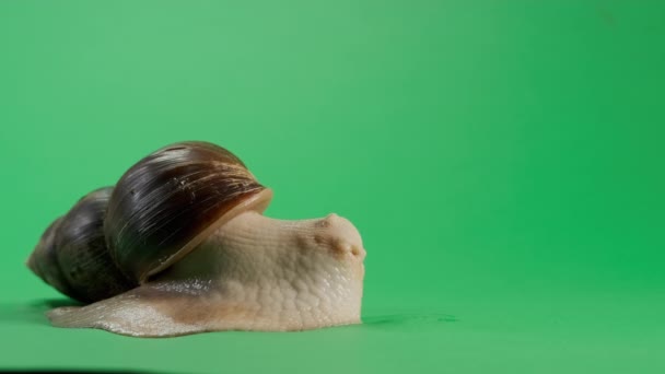 Schneckenkriechen auf grünem Bildschirm isoliert mit Chroma-Taste. Weitgefasstes Filmmaterial — Stockvideo