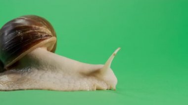 Krom anahtarla izole edilmiş yeşil ekranda sürünen salyangoz. Çekimi kapat