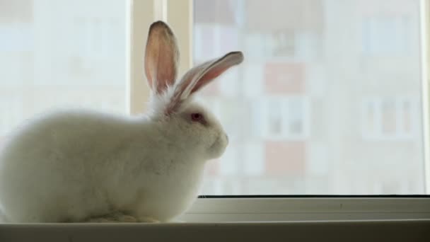 Little white rabbit sitting on a windowsill and funny moving spout. Wide shot footage — Stock Video