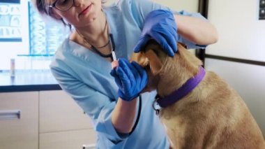 Kadın veteriner köpek kulaklarını kontrol ediyor, klinikte hayvan muayenesi, sağlık hizmetleri...