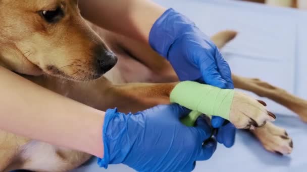 Female veterinarian wraps a bandage around the damaged paw in clinic, health care — Stock Video