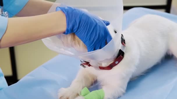 Veterinaria femenina se pone un collar veterinario gato russell perro en la clínica, cuidado de la salud — Vídeos de Stock