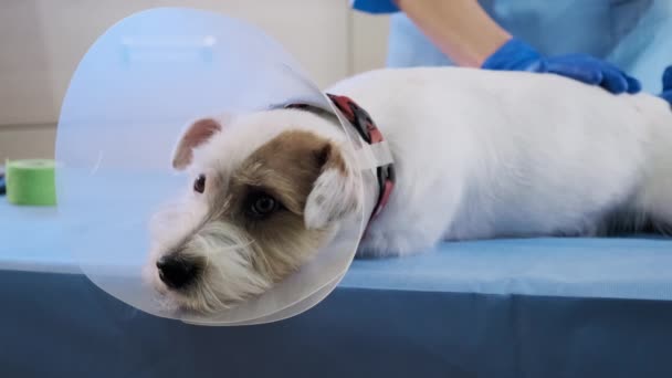 Jack Russell σκυλί σε κτηνιατρικό κολάρο βρίσκεται στην κλινική στο τραπέζι. υγειονομική περίθαλψη — Αρχείο Βίντεο