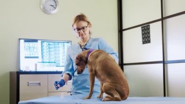 Kadın veteriner köpek kulaklarını kontrol ediyor, klinikte hayvan muayenesi, sağlık hizmetleri. Geniş açı
