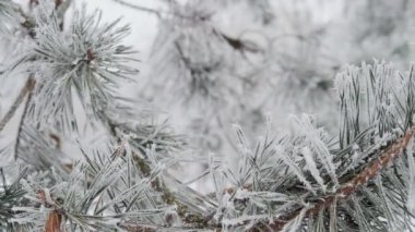 Ormandaki köknar ağaçlarının dallarına kar yağıyor. Noel tatili kış geçmişi. Yavaş çekim Vercion 4
