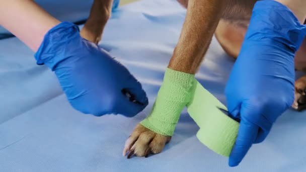 Vrouwelijke dierenarts wikkelt een verband rond de beschadigde poot in de kliniek, gezondheidszorg. Sluiten. — Stockvideo