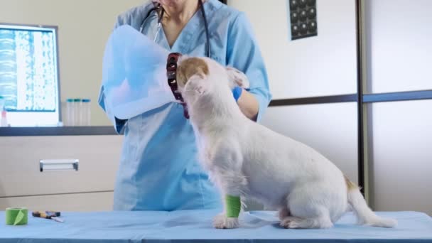 Vrouwelijke dierenarts zet een jack russell hond veterinaire halsband in kliniek, gezondheidszorg. Breed schot — Stockvideo