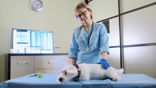 สุนัขแจ๊ครัสเซลล์ในปลอกคอสัตวแพทย์อยู่ในคลินิกบนโต๊ะ การดูแลสุขภาพ ยิงกว้าง — วีดีโอสต็อก