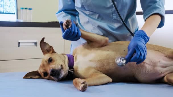 Θηλυκός κτηνίατρος με τη βοήθεια στηθοσκοπίου εξετάζει το σκύλο στην κλινική, υγειονομική περίθαλψη. — Αρχείο Βίντεο