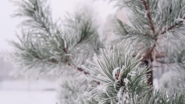 Schnee an den Tannenzweigen im Wald. Weihnachten Urlaub Winter Hintergrund. Zeitlupe Vercion 6 — Stockvideo