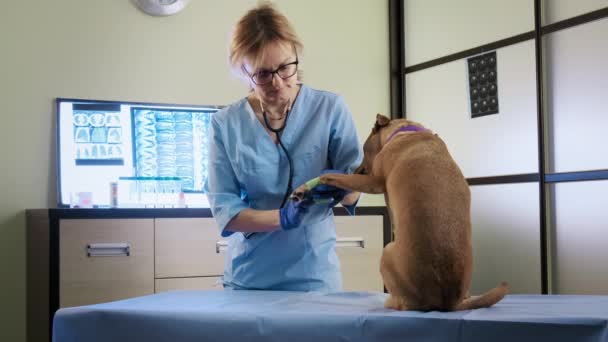 Samice veterinář omotá obvaz kolem poškozené tlapky na klinice, zdravotní péče. Široký pohled — Stock video