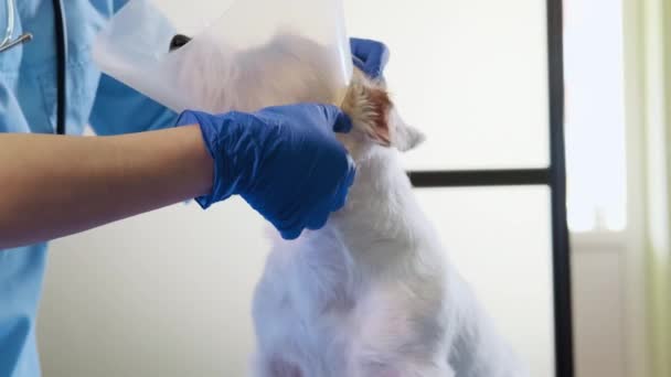 Kobieta weterynarii zakłada obrożę weterynaryjną dla psa Jacka Russella w klinice, opiece zdrowotnej. Zbliżenie strzału — Wideo stockowe
