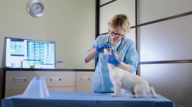Kadın veteriner Jack Russell 'ın köpek kulaklarını kontrol ediyor, ve klinikte diş muayenesi, sağlık hizmetleri. Geniş görünüm