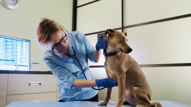 Steteskop yardımıyla veteriner bir kadın köpeği klinikte muayene ediyor. Geniş görünüm — Stok video